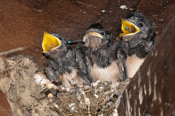 Hirundo rustica - Barn swallow - Hirondelle de cheminée - Hirondelle rustique © Thomas