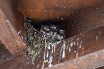 Hirundo rustica - Barn swallow - Hirondelle de cheminée - Hirondelle rustique © Thomas
