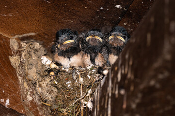 Hirundo rustica - Barn swallow - Hirondelle de cheminée - Hirondelle rustique © Thomas