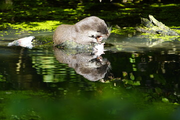 The Eurasian otter (Lutra lutra), also known as the European otter, is a semiaquatic mammal native...