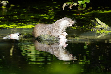 The Eurasian otter (Lutra lutra), also known as the European otter, is a semiaquatic mammal native to Eurasia. Mustelidae family.