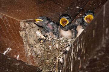 Hirundo rustica - Barn swallow - Hirondelle de cheminée - Hirondelle rustique © Thomas