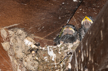 Hirundo rustica - Barn swallow - Hirondelle de cheminée - Hirondelle rustique © Thomas