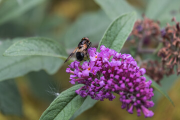 Close up of an insect on a buddleja flower