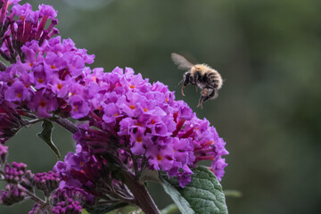 Close up of bee flying to buddleja flower - Powered by Adobe