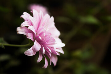 Chrysanthemum pink flower