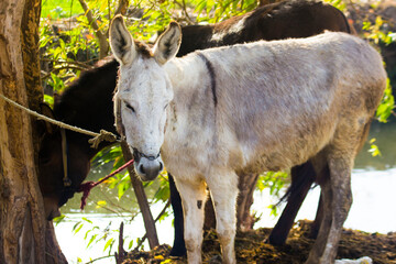 Donkey by the Nile river


