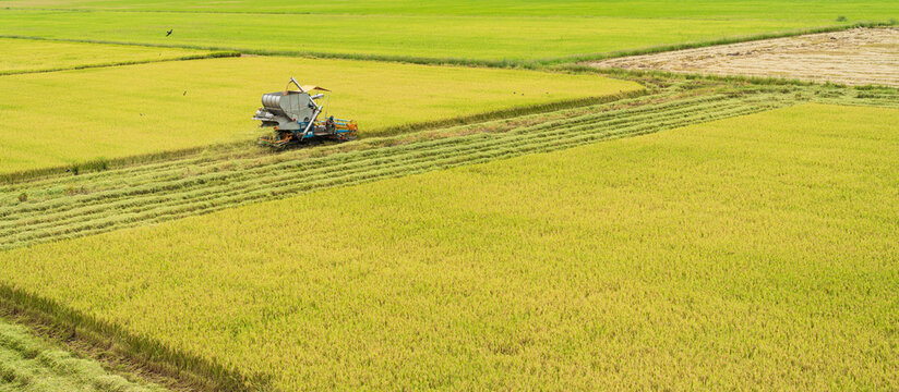 Harvesting on field
