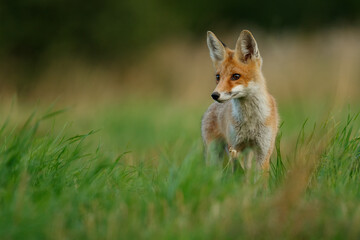 Portrait of red fox on mountain meadow facing the camera, Vulpes vulpes, Slovakia
