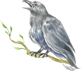 Crow watercolor illustration. 