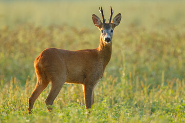 Portrait of roe deer buck. Roe deer buck during matting season. Wildlife. Capreolus capreolus, Slovakia