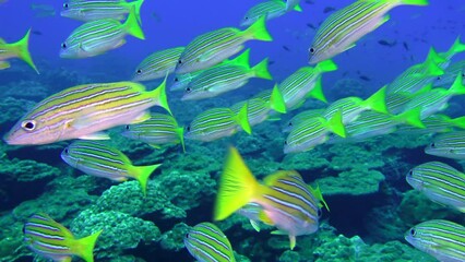 Shoal of snappers in wonderful seabed of the Andaman Sea Islands. Underwater life on colorful coral reefs in transparent clear water on blue background. Scuba diving and snorkeling in undersea Ocean.