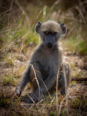 a young chacma baboon making eye contact