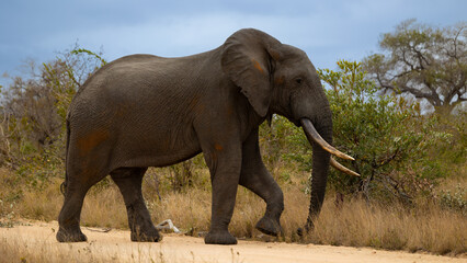 a Big Bull African elephant 