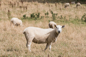 sheep looking at camera in a farm field 