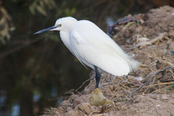 Little egret standing on the riverbank
