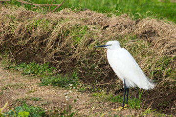 Little egret standing on the riverbank
