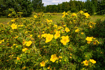 Dasiphora fruticosa ist eine Art winterharter laubabwerfender Blütenstrauch