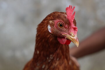 Hen focus photoshoot