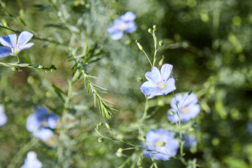 Blue flax flower. Flax blossom