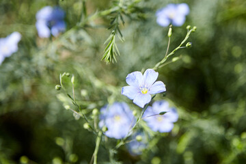 Blue flax flower. Flax blossom
