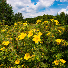 Dasiphora fruticosa ist eine Art winterharter laubabwerfender Blütenstrauch