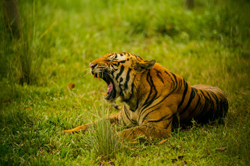 tiger in the forest