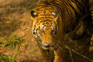 portrait of a tiger