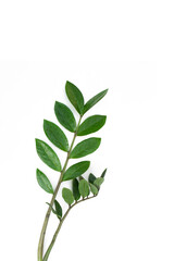 Green leaves Zamioculcas zamiifolia isolated on white background.Zanzibar gem, aroid palm , arum fern