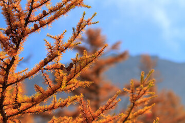 秋の富士山五合目は森林限界で針葉樹も黄金色に染まります
Mt.Fuji 5th station in autumn is at the forest limit and the coniferous trees are dyed in gold.