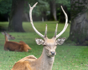 deer in the forest