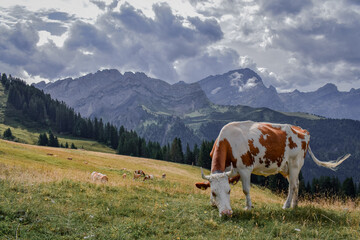 Fototapeta na wymiar Cows grazing in the mountains of Switzerland