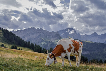 Cows grazing in the mountains of Switzerland - 525285782