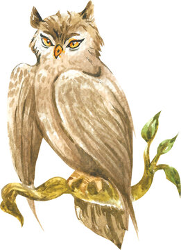 Barn owl watercolor illustration. 