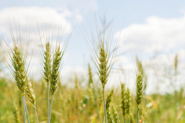 Fototapeta premium Nice golden agriculture landscape. Rural scene under sunlight. Touching grass walking through the field. Nature, agriculture, harvest concept. An ideal wallpaper, backplate with copy space