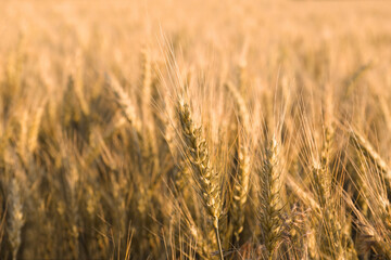 Beautiful agricultural field with ripening wheat, closeup