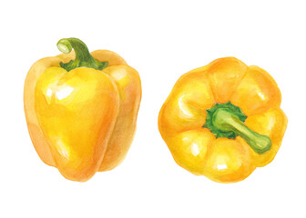 黄色パプリカの水彩イラスト。横向きと俯瞰。（透過背景）
