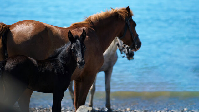Close-up of a horse and a black foal on the seashore on a sunny day