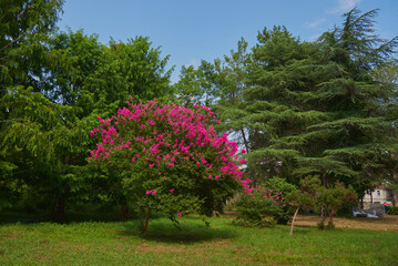 One brightly blooming tree against a background of green plants in a public park.
