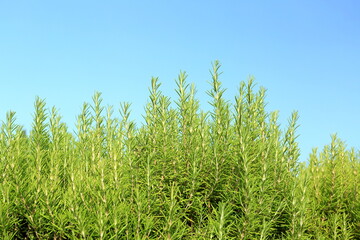Rosemary bunch in garden, aromatic fresh plant