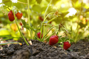 Beautiful strawberry plant with ripe fruits in garden on sunny day