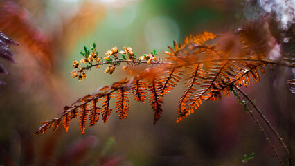 Macro de feuilles de fougère aux teintes rougeâtres, dans la forêt des Landes de Gascogne