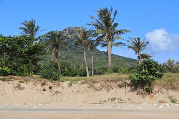 Fototapeta premium Kenting Beach palm trees