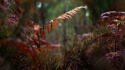 Macro de feuilles de fougère aux teintes rougeâtres, dans la forêt des Landes de Gascogne