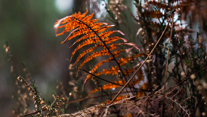 Macro de feuilles de fougère aux teintes rougeâtres, dans la forêt des Landes de Gascogne