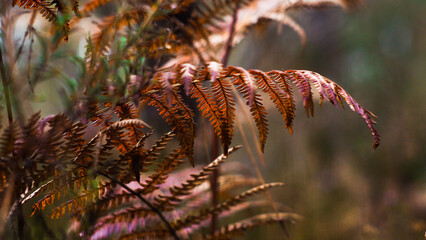 Macro de feuilles de fougère aux teintes rougeâtres, dans la forêt des Landes de Gascogne