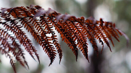 Macro de feuilles de fougère aux teintes rougeâtres, dans la forêt des Landes de Gascogne