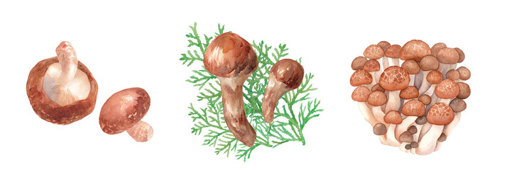 秋の食材：美味しいきのこ。シイタケ、マツタケ、ブナシメジの水彩イラストセット。（透過背景） © Keiko Takamatsu