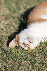 寝ころがる猫　茶トラ白