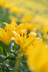 黄色いユリの花